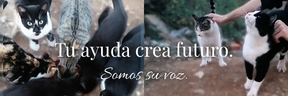 Gatos de la colonia que atendemos a diario en Roquetas de Mar, Almería